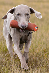 Weimaraner beim Apportiertraining