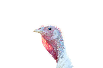 Close-up of white turkey face. funny amusing portrait of turkey. Isolated on white. Isolated on transparent background. PNG format available