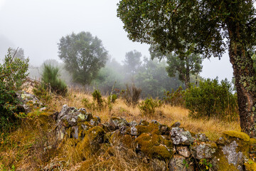 A misty forest landscape with power lines cutting through the trees, highlighting the contrast between nature and human infrastructure