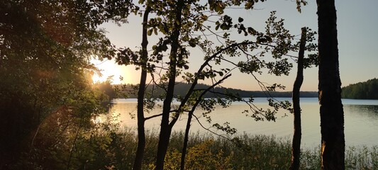 Trees on the shore of a lake. Summer evening near a forest lake. On the shore grow trees with long curved branches. Behind them is a blue expanse of water, and on the other shore is a dense forest.