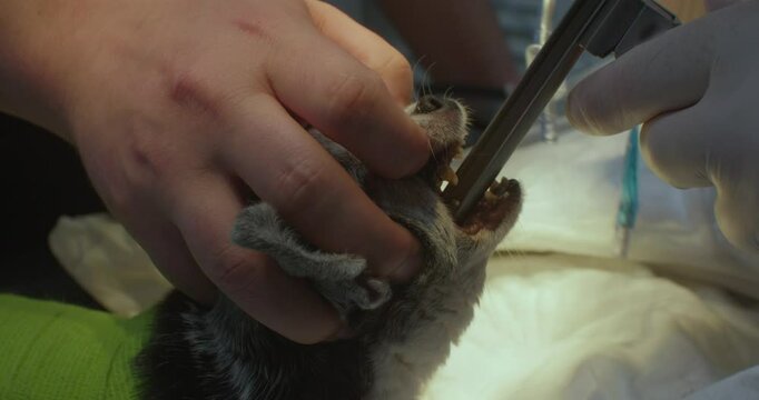 A veterinary anesthesiologist intubates a dog for surgery. They insert a tube into the animal's windpipe to help it breathe during surgery. The dog is intubated before the surgery begins.