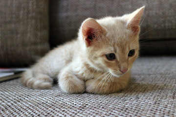 Small light-colored kitten resting on a textured surface in a cozy indoor setting while observing...