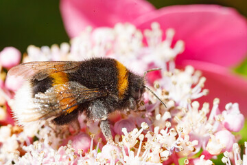 Bumblebee actively pollinating pink flowers in a vibrant garden during a sunny afternoon