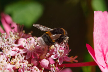 Bumblebee pollinates vibrant pink flowers in a sunny garden during springtime