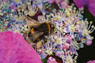 Bumblebee pollinates vibrant purple flowers in a sunny garden setting during springtime