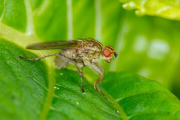 Fototapeta premium Close-up view of a fly perched on a green leaf showcasing its intricate features in a garden setting during daylight