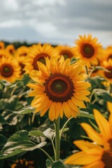 Obraz premium Bright yellow sunflower under blue sky very bright with nature view ai generated