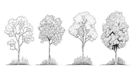 Fototapeta premium Architectural Drawings, Minimal style cad tree line drawing, Side view, set of graphics trees elements outline symbol for landscape design drawing. PNG illustration transparent background