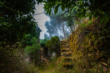 A mysterious path leading through a dense, overgrown forest, with stone steps and a stone archway partially hidden by vegetation