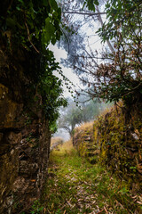 Obraz premium A mysterious path leading through a dense, overgrown forest, with moss-covered stone structures and a hint of fog in the distance