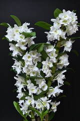 blooming orchid Dendrobium Nobile Apollon on black background
