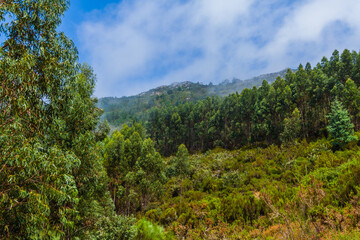 A lush, green forest with tall eucalyptus trees, nestled beneath a cloudy sky