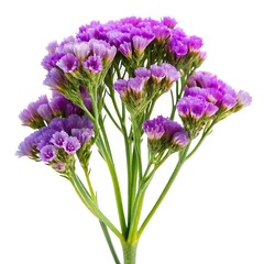 Obraz premium green leaf isolated on white backgroun