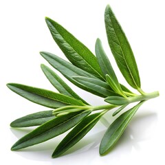 Obraz premium Green Leaf Vector Illustrations on White Background - Minimal and Elegant