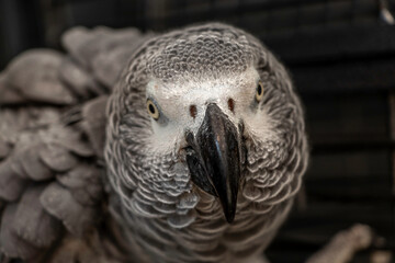 close up of a parrot