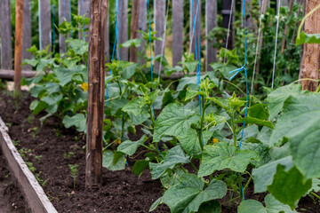 the process of growing cucumbers in the garden 
