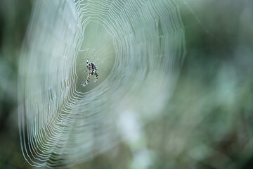 Spider in circular spider web at early morning. Copy space. Poland, Europe.