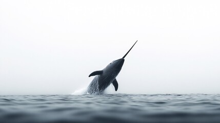 Narwhal breaching the surface