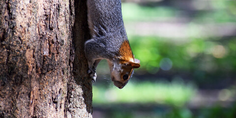Ardilla Gris Mexicana (Sciurus aureogaster)