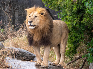 Beautiful male lion (Panthera leo) in the Serengeti.