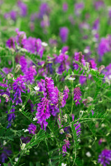 summer close up in the field of purple flowers