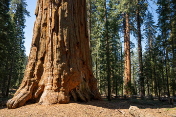 General Sherman Tree