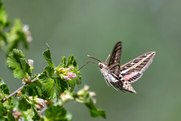 Kolibri-Falkenschwärmer im Flug