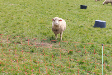 Sheep grazing in a field in early spring in Germany. Concept of domestic animals in the wild