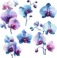 Set with blue and purple orchids painted in watercolor. Orchid flower