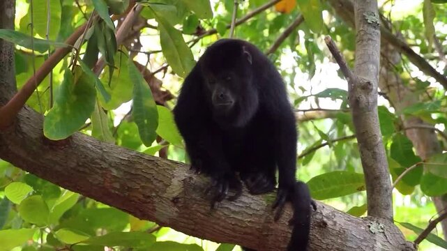 Howler Monkey in Belize