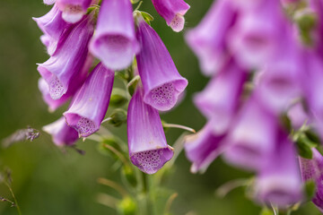 Poisonous flowers of Digitalis purpurea in a field.