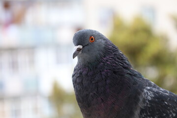 Fototapeta premium Male Pigeon closeup portrait, grey bird, animal head in close up