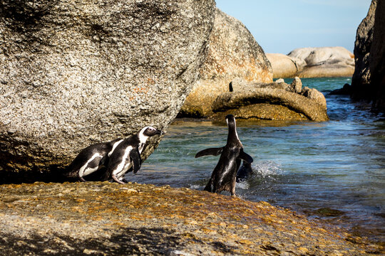 Penguins in a Coastal Setting
