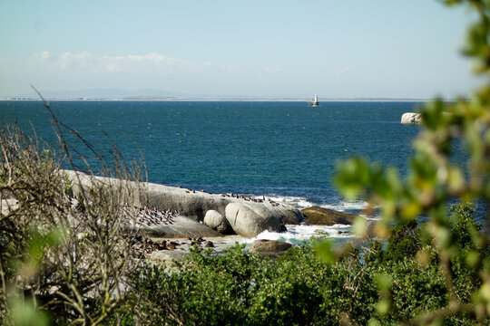 Penguin Colony and Lighthouse