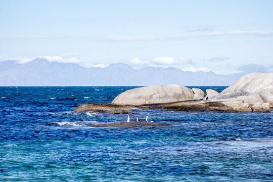 Penguins on Coastal Rocks