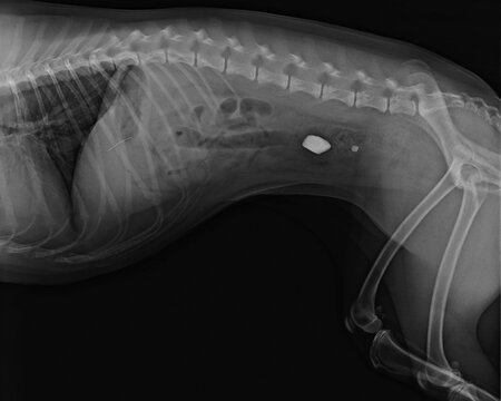  X-ray of a dog after swallowing stones. Foreign body ingestion in dogs.