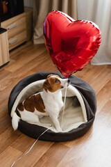 Cute Jack Russell Terrier puppy sitting in dog bed with red heart shaped balloon. Valentine's Day...