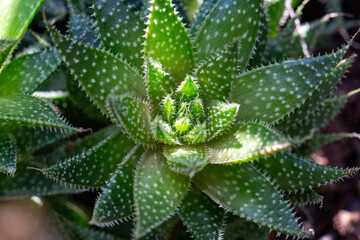 Suculenta Aloe Aristata