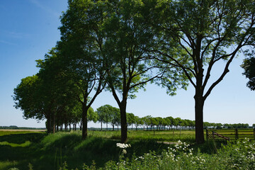Tall green trees line a serene landscape with clear blue sky in a peaceful rural setting during daylight