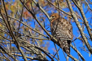 Red shouldered hawk perched in tree against blue winter sky.