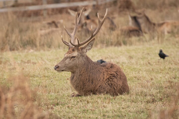 wild deer in the autumn 