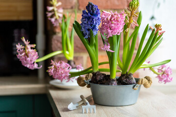 Concept of spring home gardening, transplanting plant in ceramic pots on wooden table. Taking care of plants and flowers. Springtime leisure activity, hobby, garden tools. Stylish house interior