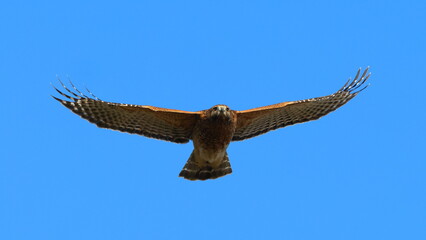 Red shouldered hawk inflight against blue sky. 