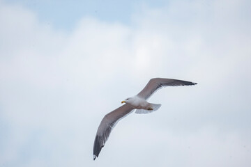 Seagull soaring gracefully through a partly cloudy sky over the ocean at midday