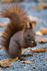 Obraz premium red squirrel in natural habitat. squirrel eating a nut. close up of a squirrel