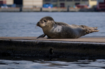 The image shows a seal resting on a wooden dock by the water, with an industrial harbor.