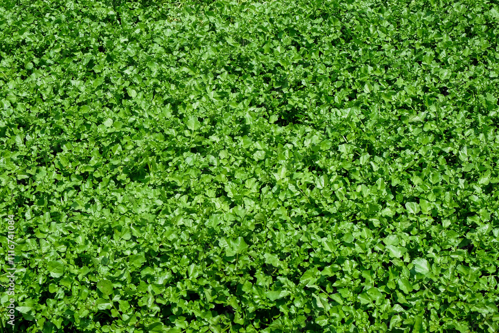 Poster abstract shapes, patterns and textures on the surface of water lettuce leaves with a fresh green col