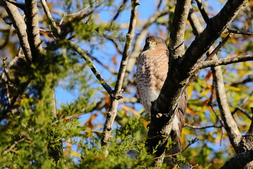 Red shouldered hawk perched in tree against blue winter sky. 