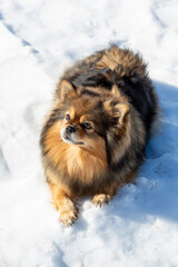 A Spitz dog lies on the white snow in winter