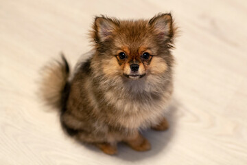 Portrait of a funny Spitz puppy